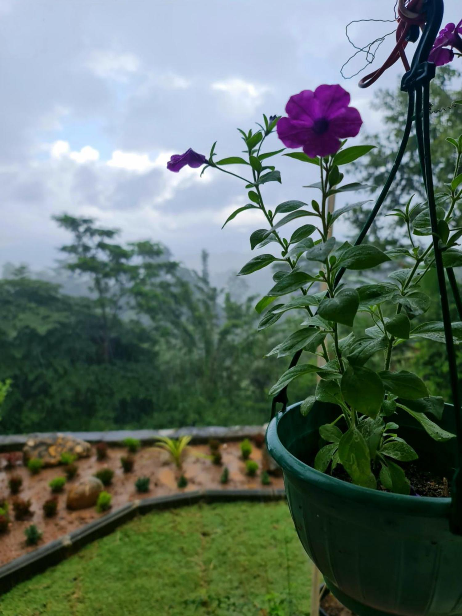 Hello Kandy Homestay Buitenkant foto